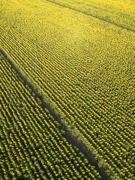 Aerial photographic documentation of a sunflower field taken in the middle of summer