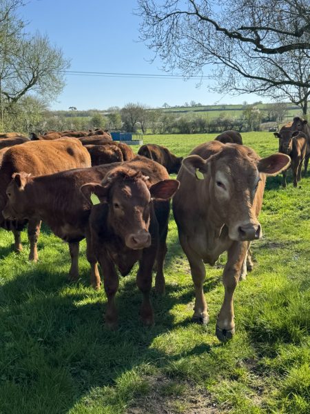 Small herd of curious young cows in lush green field, looking at camera, Somerset, England